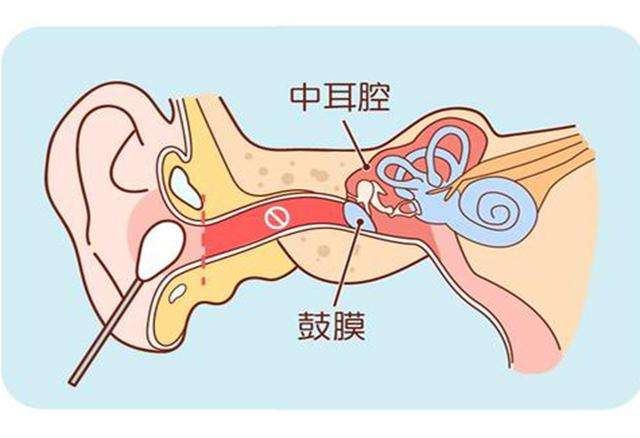 鼓膜的作用2.jpg